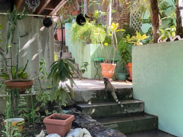 The Green Iguana Hotel Charlotte Amalie Eksteriør billede